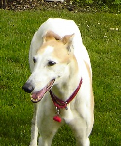 Sally, greyhound, A Hound in the House,