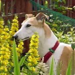 Sally Greyhound, Greyhound Rescue, Crafty Dog Cymru