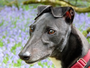 Penny, Greyhound, Bluebells
