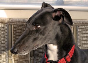 Greyhound, greyhound rescue, Crafty Dog,
