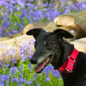 Penny, Greyhound,Bluebells, Crafty Dog, Crafty Dog Cymru