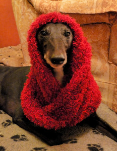 Penny Dignam, Penny the Crafty Dog, Crafty Dog