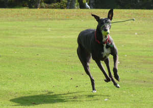greyhound, Penny, Crafty Dog