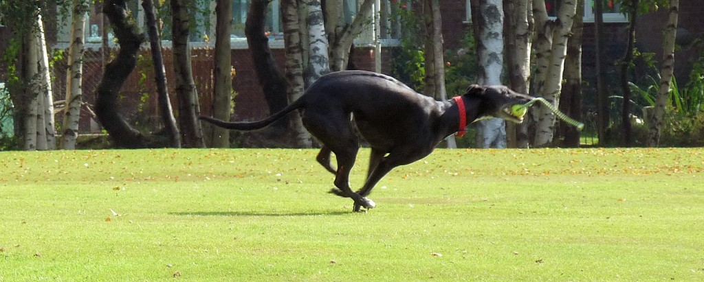 greyhound, running, Penny, Crafty dog