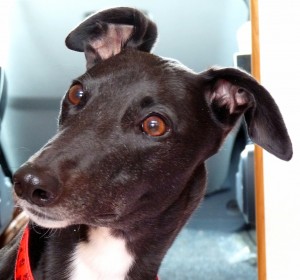 Penny, Greyhound, Crafty Dog, Chris Dignam