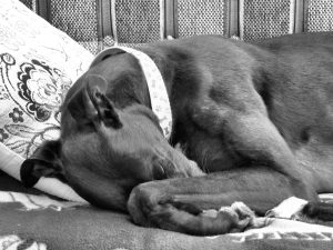 greyhound, Penny, Dignam,