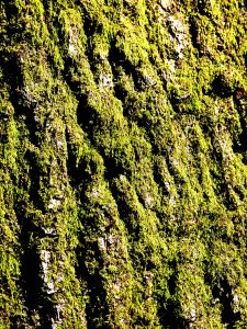 Faces in the Bark