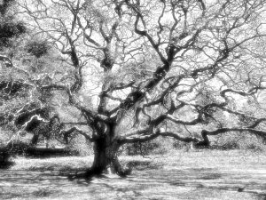 The Wychwood Tree