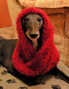 Crafty Dog, Penny Dignam, The Penster
